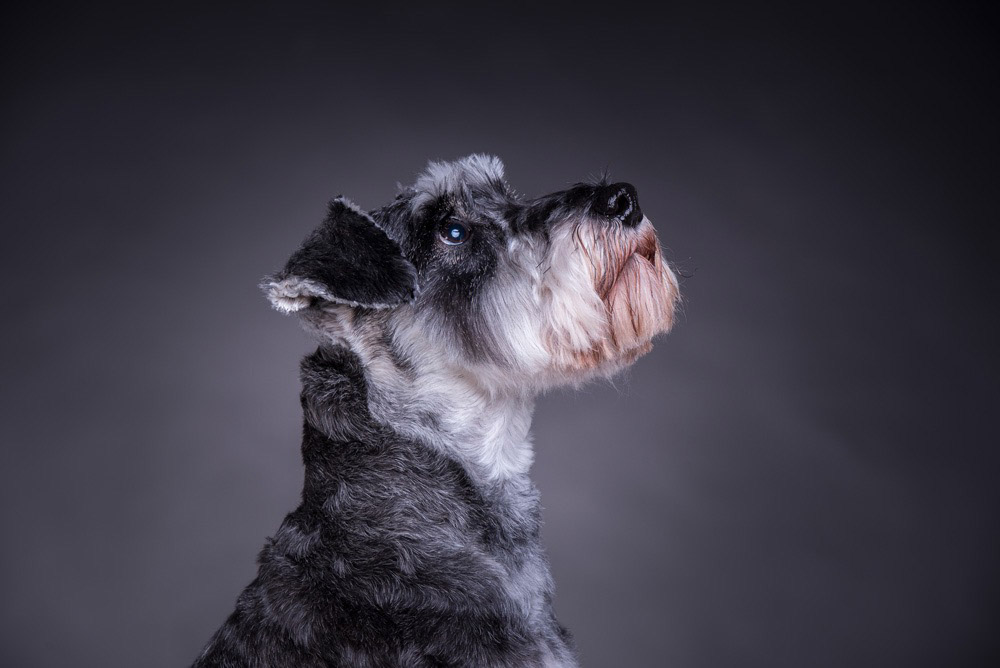 Captivating close-up of Martha, the Miniature Schnauzer, with her innocent and soulful eyes shining through during her Tworld Studio photo shoot