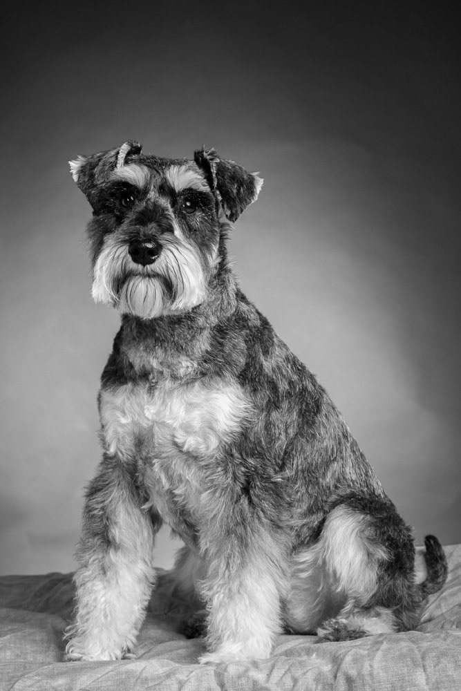 Martha, the beautifully groomed Miniature Schnauzer, showcasing her picture-perfect look with a neatly trimmed beard during her Tworld Studio photo shoot.