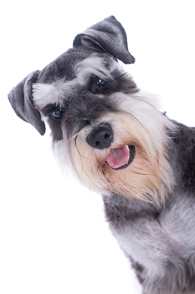 Delightful miniature Schnauzer dog photographed at Tworld Studio's dog portrait studio. This small and spirited canine is full of character and charm, with its distinct salt-and-pepper coat neatly groomed and meticulously captured in the photograph. The Schnauzer's alert eyes and expressive face convey intelligence and playfulness. The expertly composed image showcases the dog's signature beard and eyebrows, highlighting its unique features and capturing its delightful personality in this captivating portrait