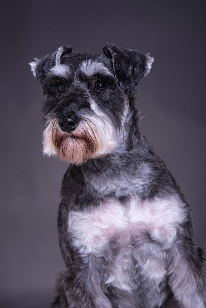 Playful and adorable Martha, the Miniature Schnauzer, captured in a candid moment of joy during her photo shoot at Tworld Studio
