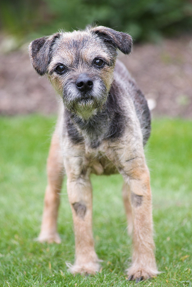 A captivating Border Terrier dog photographed at Tworld Studio's dog portrait studio. This charming canine showcases the quintessential features of the breed with its wiry and weather-resistant coat. With an intelligent and attentive expression in its eyes, the Border Terrier exudes a mix of curiosity and determination. The expertly captured image highlights the dog's distinctive facial features, including its dark, expressive eyes and adorable scruffy beard. This portrait captures the spirited and lively nature of the Border Terrier breed, showcasing its unique charm and bringing out its endearing personality